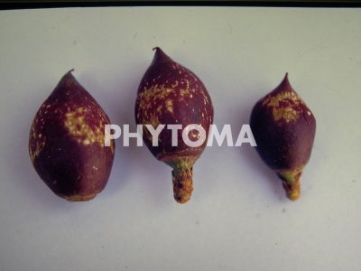 Frankliniella occidentalis